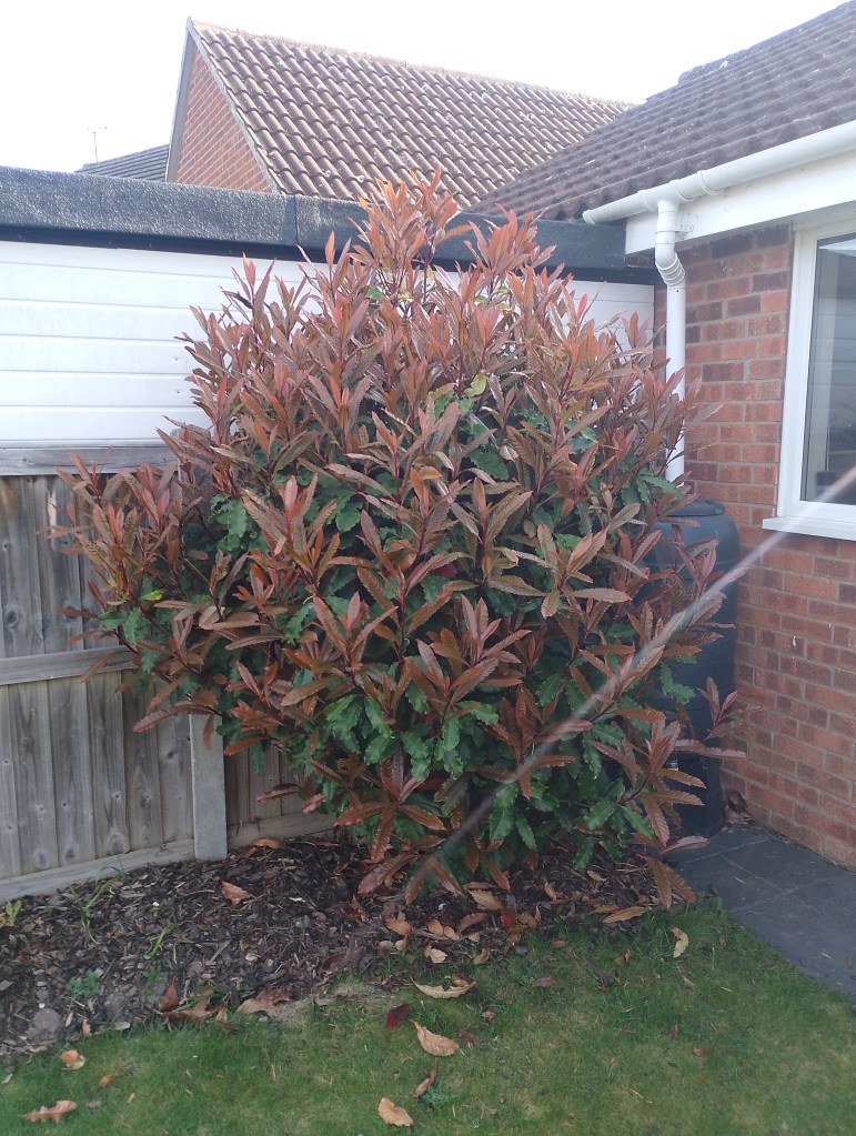 Gardening, Hedge Trimming, Colchester, Wivenhoe, Sunny