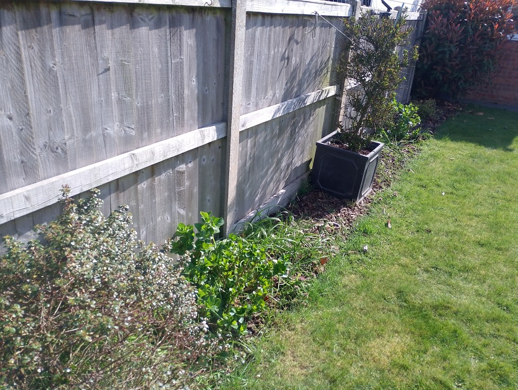 Garden Boarder, De-Weeding, Gardening, Colchester, Wivenhoe, Sunny