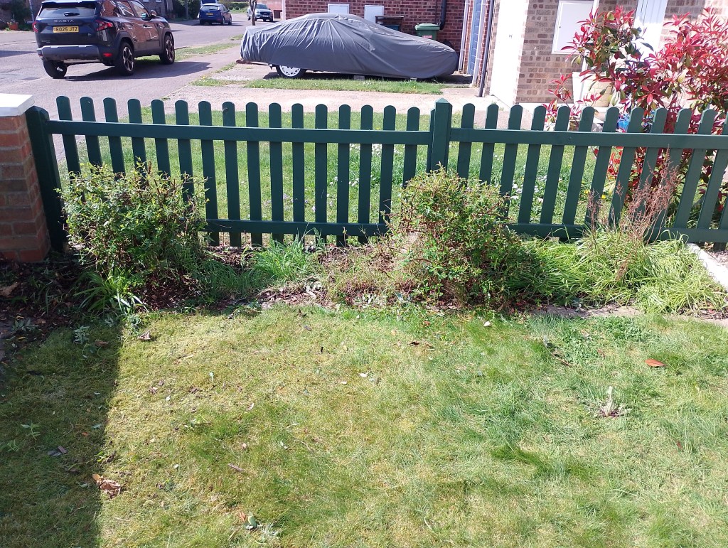Garden, Overgrown, Colchester, Wivenhoe, Sunny, Weeds, Tiding