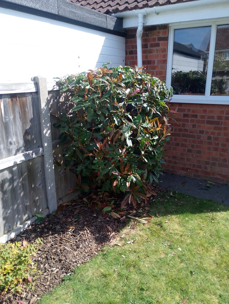 Gardening, Hedge Trimming, Colchester, Wivenhoe, Sunny